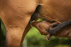 brown wamblood foal