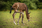 brown wamblood foal