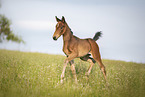 brown wamblood foal