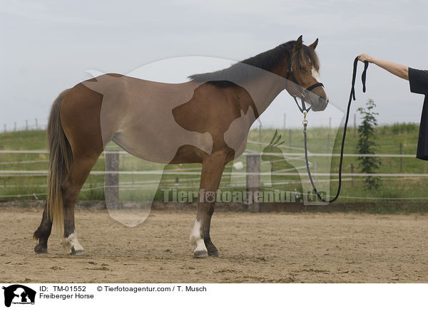 Freiberger Horse / TM-01552