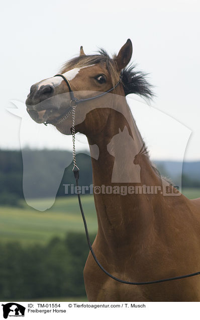 Freiberger Horse / TM-01554