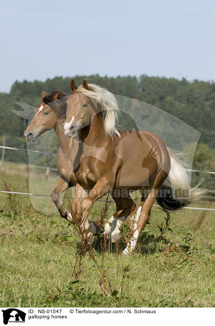 galoppierende Freiberger / galloping horses / NS-01547