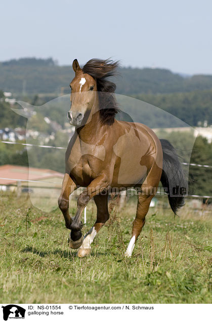 galoppierender Freiberger / galloping horse / NS-01554