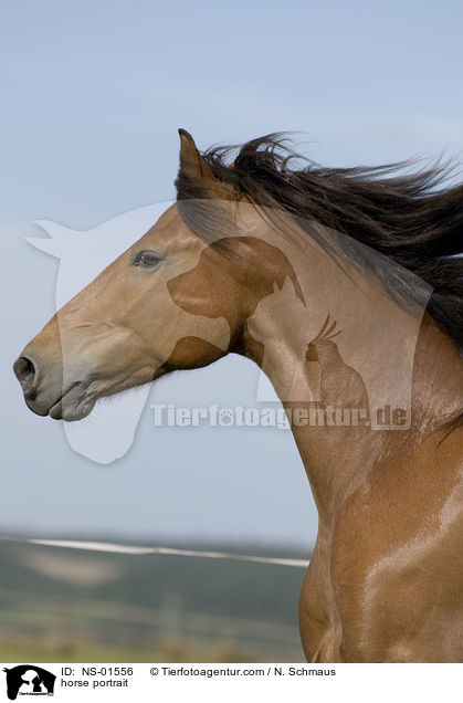 Freiberger Portrait / horse portrait / NS-01556