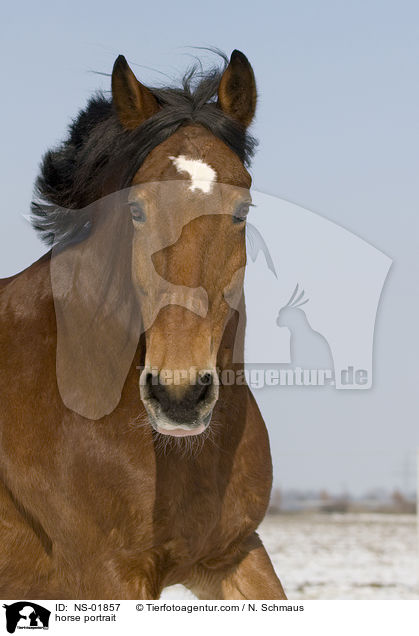 Freiberger Portrait / horse portrait / NS-01857