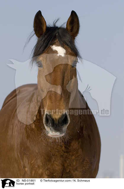 Freiberger Portrait / horse portrait / NS-01861