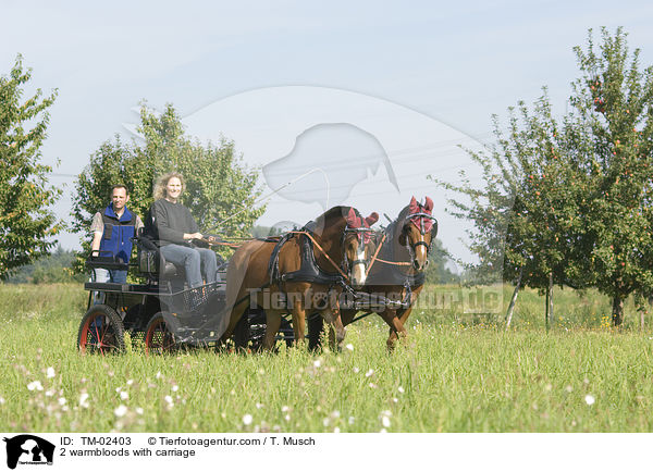 2 warmbloods with carriage / TM-02403