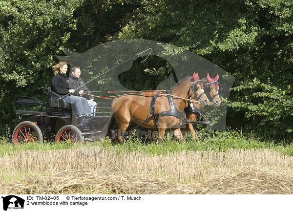 Gespannfahren / 2 warmbloods with carriage / TM-02405