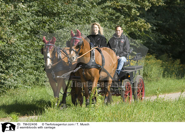 2 warmbloods with carriage / TM-02406