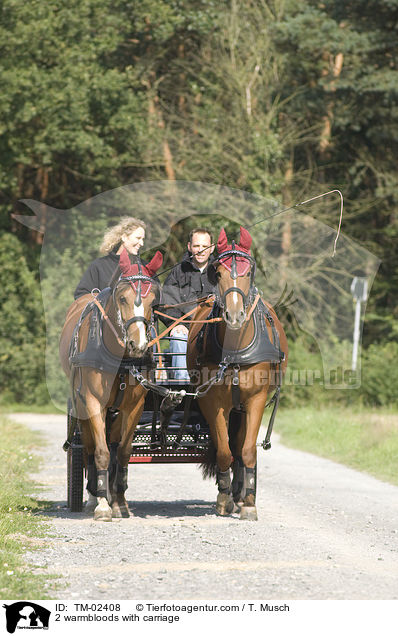 2 warmbloods with carriage / TM-02408