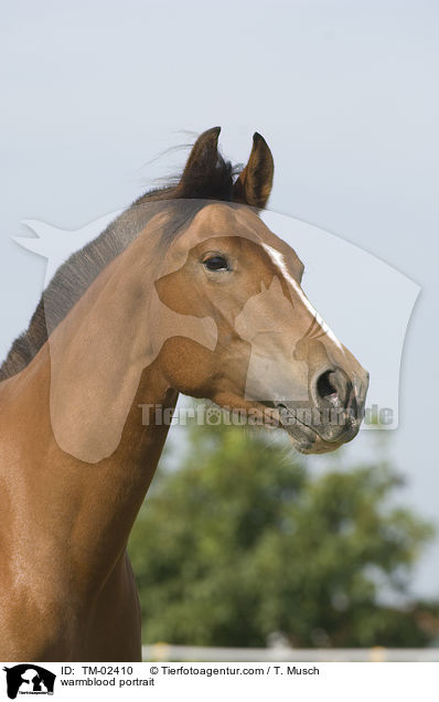 Freiberger Portrait / warmblood portrait / TM-02410