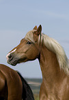 horse portrait