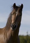 horse portrait