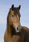 horse portrait