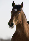 horse portrait