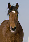 horse portrait