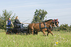 2 warmbloods with carriage