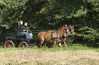 2 warmbloods with carriage