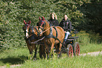 2 warmbloods with carriage