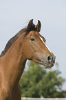 warmblood portrait