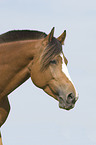 warmblood portrait