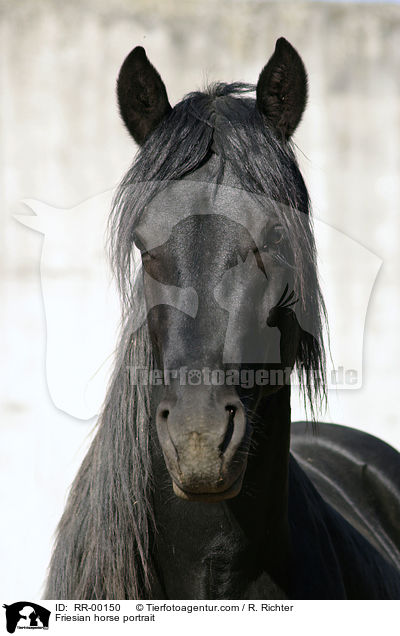 Friesian horse portrait / RR-00150