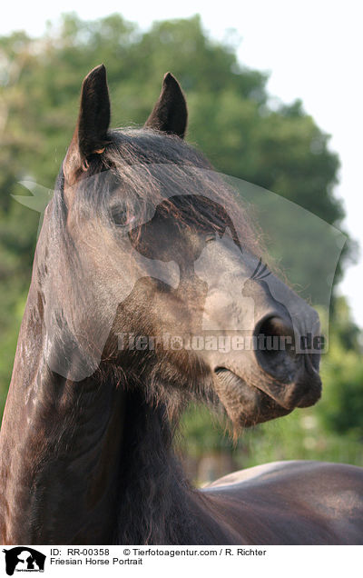 Friesian Horse Portrait / RR-00358