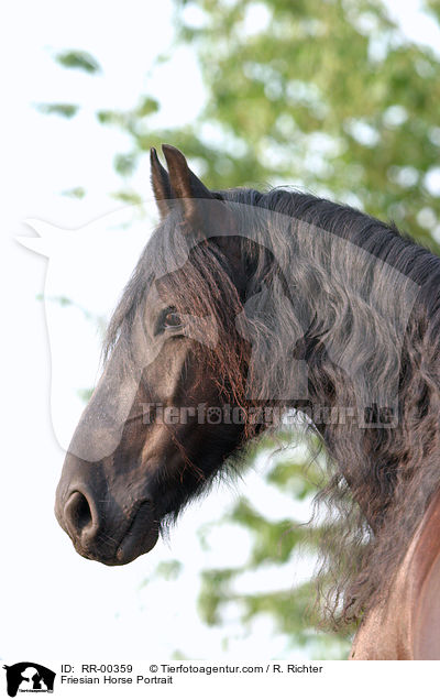Portrait eines Friesen / Friesian Horse Portrait / RR-00359