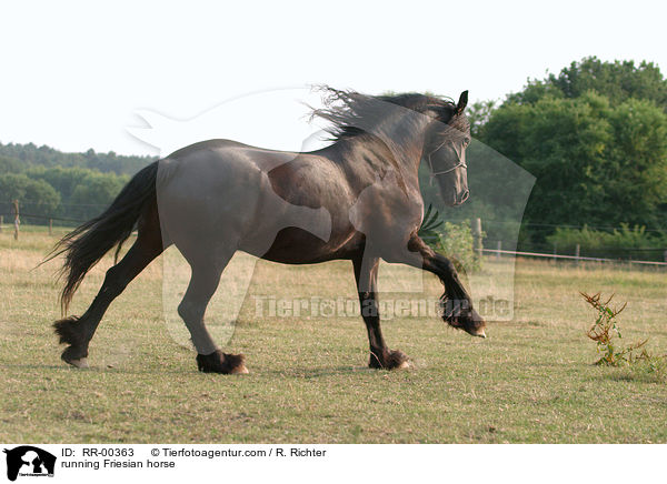 running Friesian horse / RR-00363