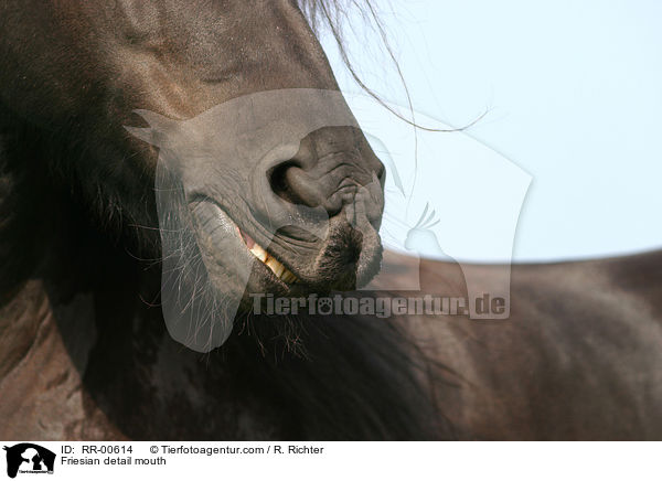 Friese Detail Maul / Friesian detail mouth / RR-00614