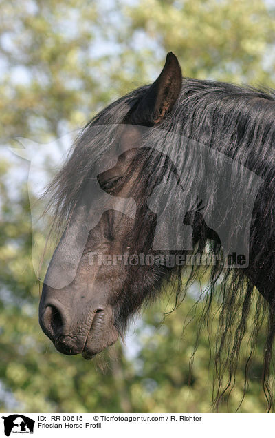 Friese im Profil / Friesian Horse Profil / RR-00615