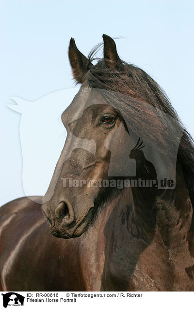 Friesian Horse Portrait / RR-00616