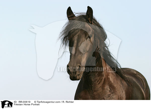 Friesian Horse Portrait / RR-00619