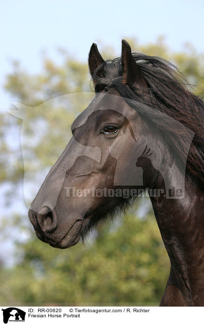 Friese im Portrait / Friesian Horse Portrait / RR-00620