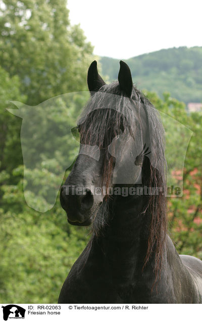 Friese im Portrait / Friesian horse / RR-02063