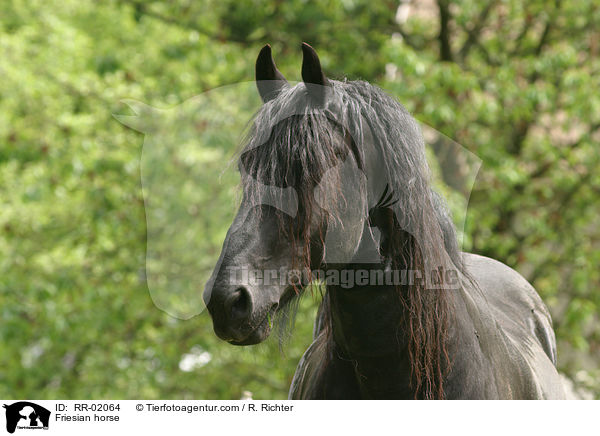 Friese im Portrait / Friesian horse / RR-02064