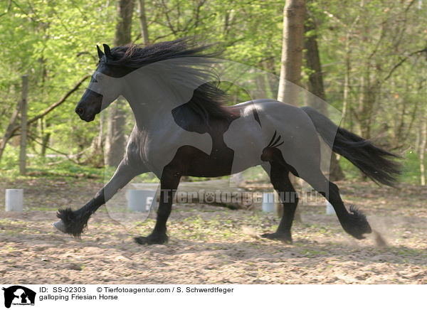 galloping Friesian Horse / SS-02303