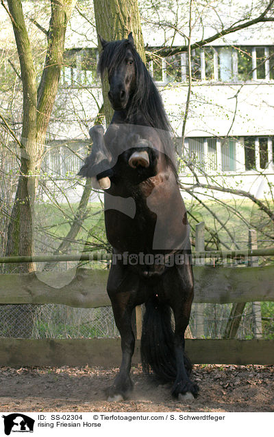 auf Kommando steigender Friese / rising Friesian Horse / SS-02304