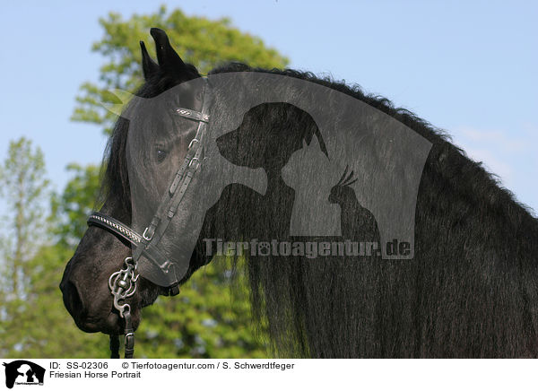 Friesian Horse Portrait / SS-02306