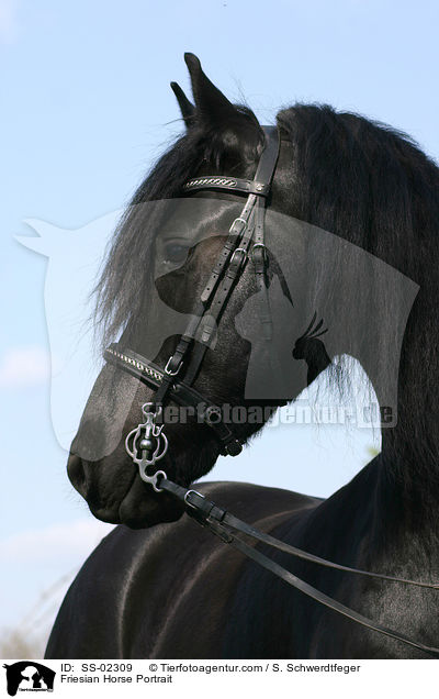Friesian Horse Portrait / SS-02309