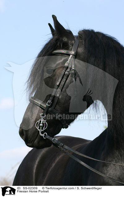 Friese im Portrait / Friesian Horse Portrait / SS-02309