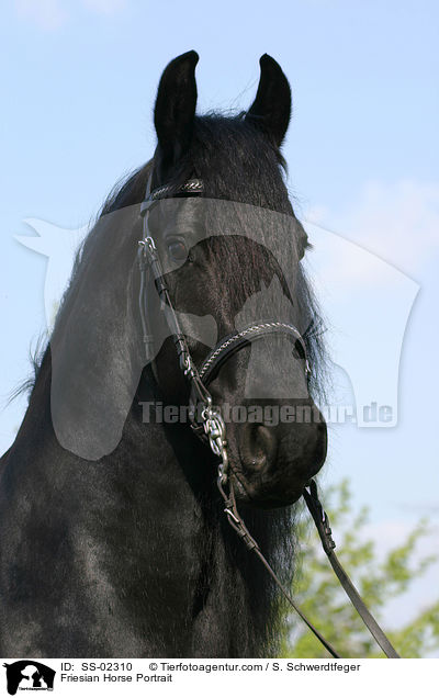 Friesian Horse Portrait / SS-02310