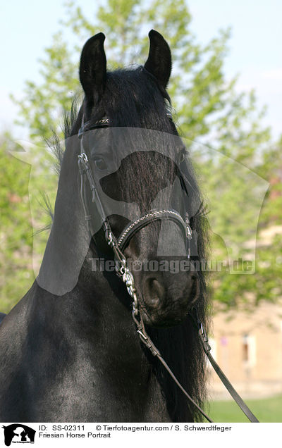 Friese im Portrait / Friesian Horse Portrait / SS-02311