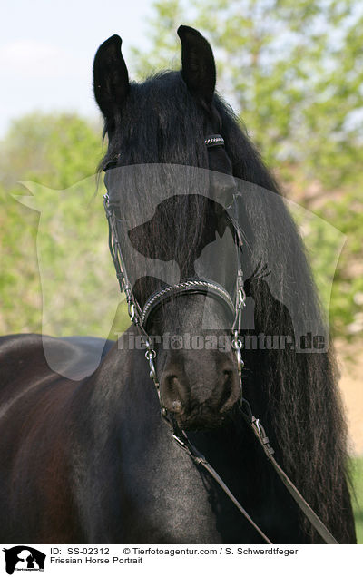 Friesian Horse Portrait / SS-02312