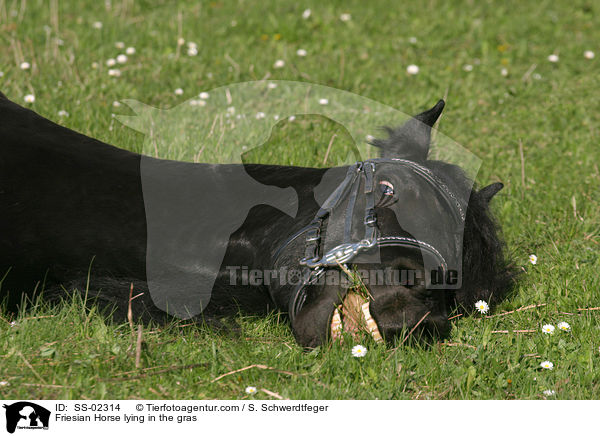 Friese liegt im Gras / Friesian Horse lying in the gras / SS-02314
