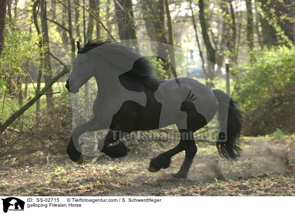 Friese im Galopp / galloping Friesian Horse / SS-02715