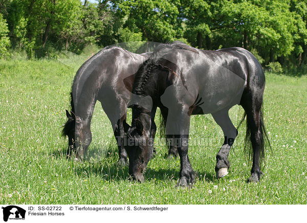 Friesen / Friesian Horses / SS-02722