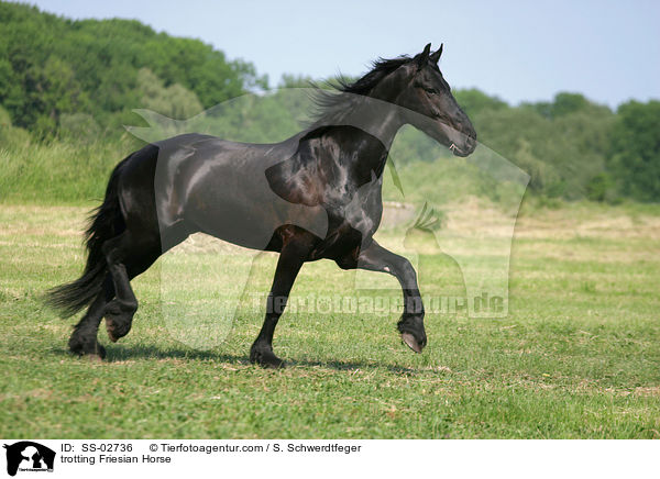Friese im Trab auf der Weide / trotting Friesian Horse / SS-02736