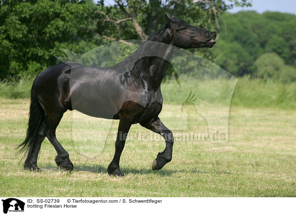trotting Friesian Horse / SS-02739