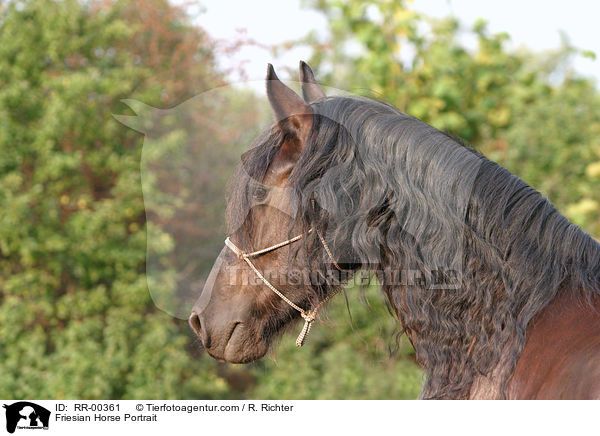 Portrait eines Friesen / Friesian Horse Portrait / RR-00361